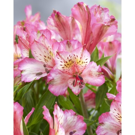 Alstroemère 'Charlotte'