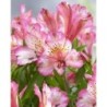 Alstroemère 'Charlotte'