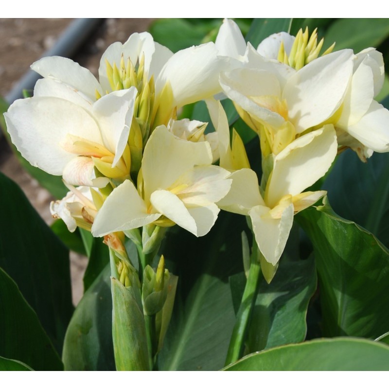 Canna 'Niagara'