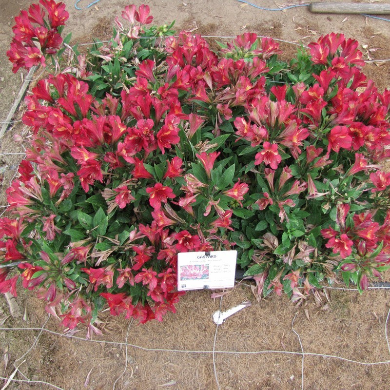  Alstroemère 'Gaspard'