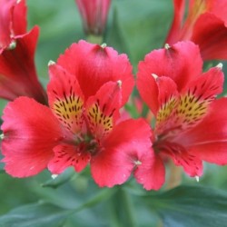 Alstroemère 'Diane'