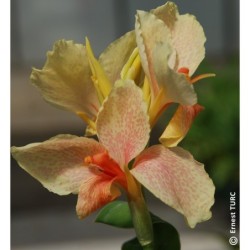 Canna 'Confetti'