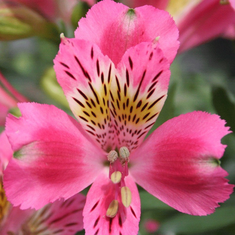 Alstroemère 'Isabelle'