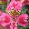 Alstroemère 'Isabelle'