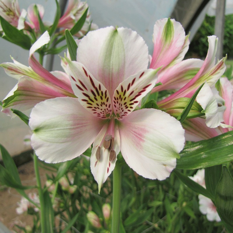 Alstroemère 'Louise'