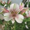 Alstroemère 'Louise'