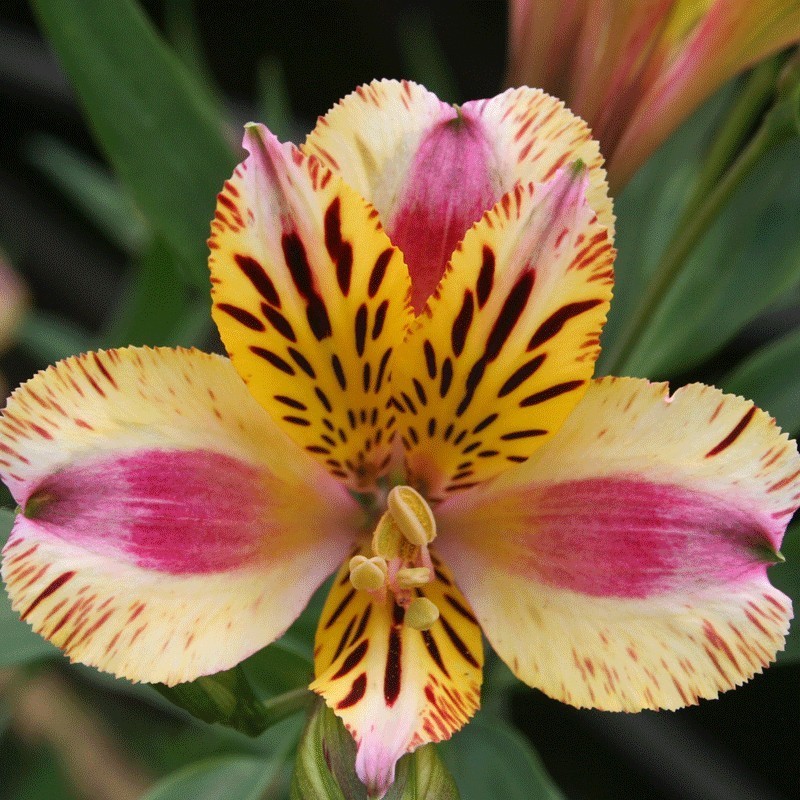 Alstroemère 'Marguerite'