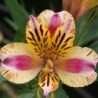 Alstroemère 'Marguerite'