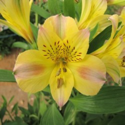 Alstroemère 'Marie'