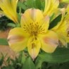 Alstroemère 'Marie'