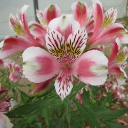 Alstroemère 'Mathilde'