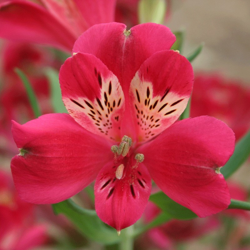 Alstroemère 'Joséphine'