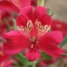 Alstroemère 'Joséphine'