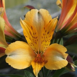 Alstroemère 'Antoine'