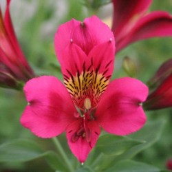 Alstroemère 'Arthur'