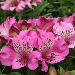 Alstroemère 'Océane'