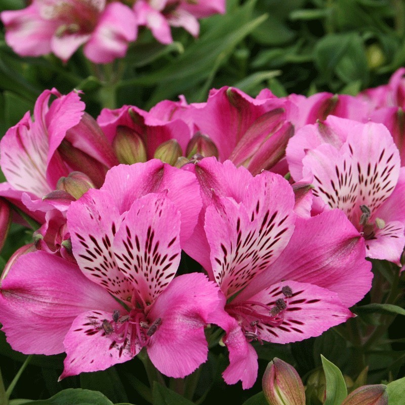 Alstroemère 'Océane'