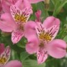  Alstroemère 'Charles'