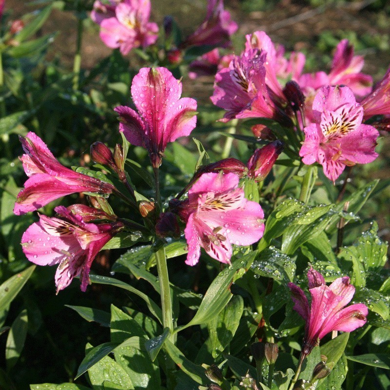  Alstroemère 'Charles'