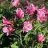  Alstroemère 'Charles'