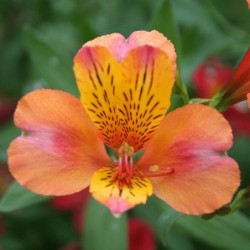 Alstroemère 'Henri'