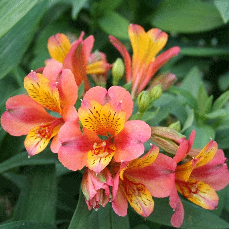  Alstroemère 'Henri'