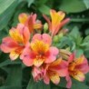  Alstroemère 'Henri'