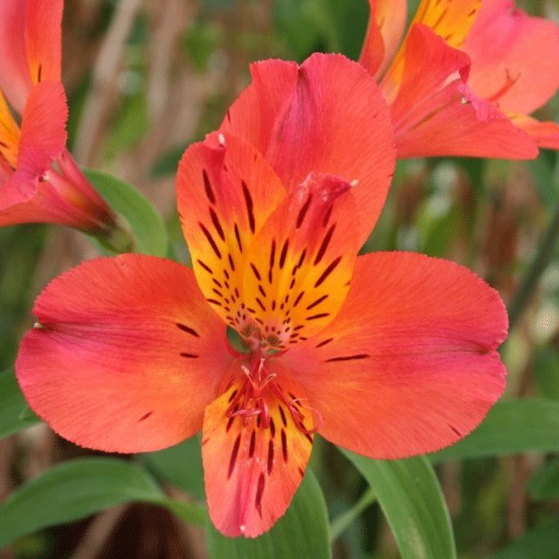 Alstroemère 'Louis'