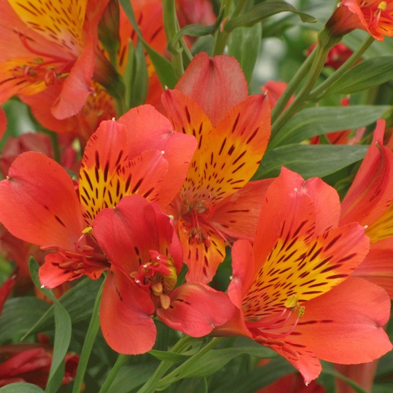  Alstroemère 'Louis'