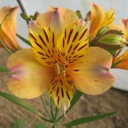 Alstroemère 'Nicolas'