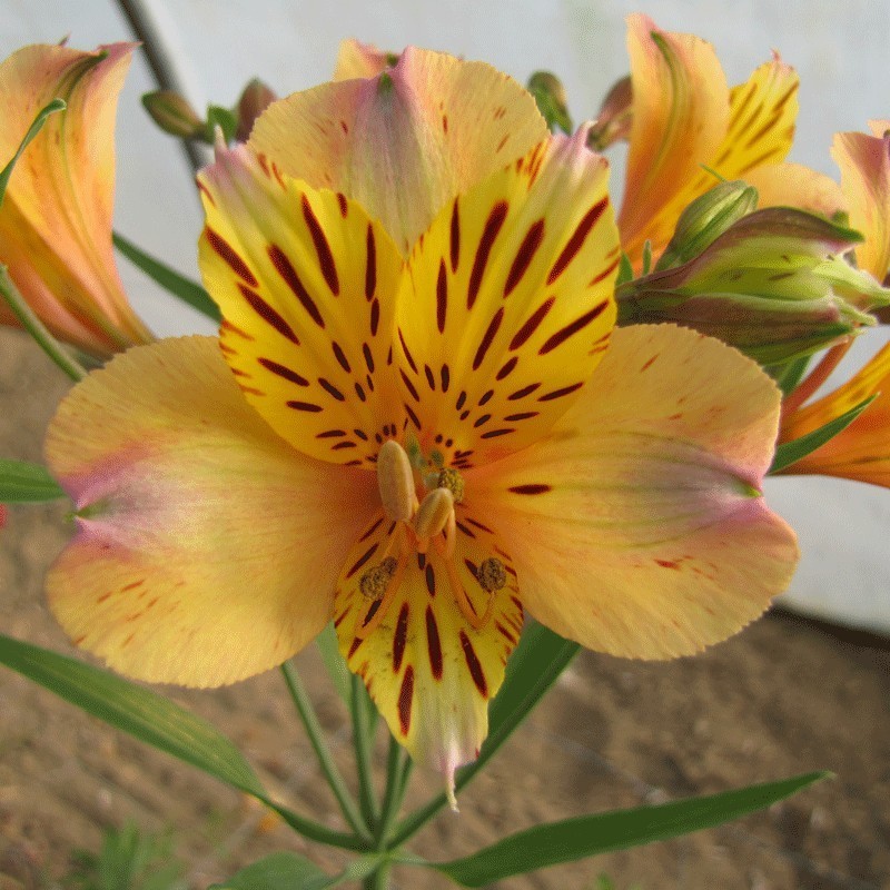 Alstroemère 'Nicolas'