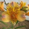 Alstroemère 'Nicolas'