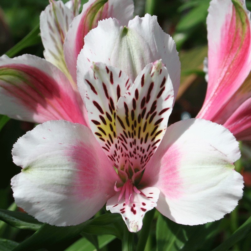 Alstroemère 'William'