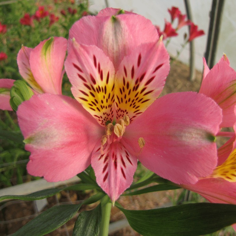 Alstroemère 'Pierre'