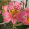 Alstroemère 'Pierre'