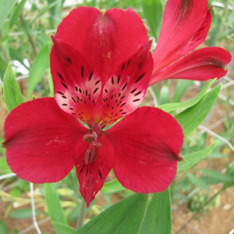 Alstroemère 'Emmanuel'