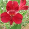 Alstroemère 'Emmanuel'