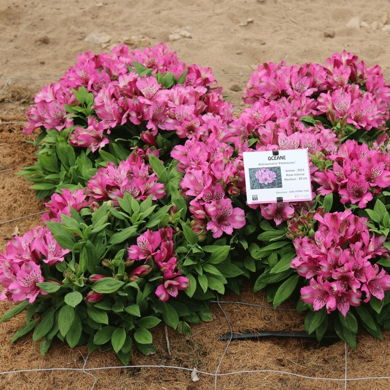  Alstroemère 'Océane'