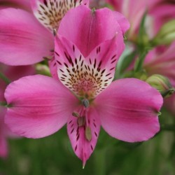 Alstroemère 'Edouard'