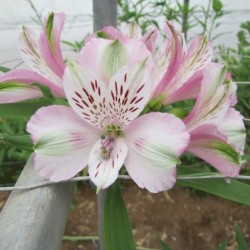 Alstroemère 'François'