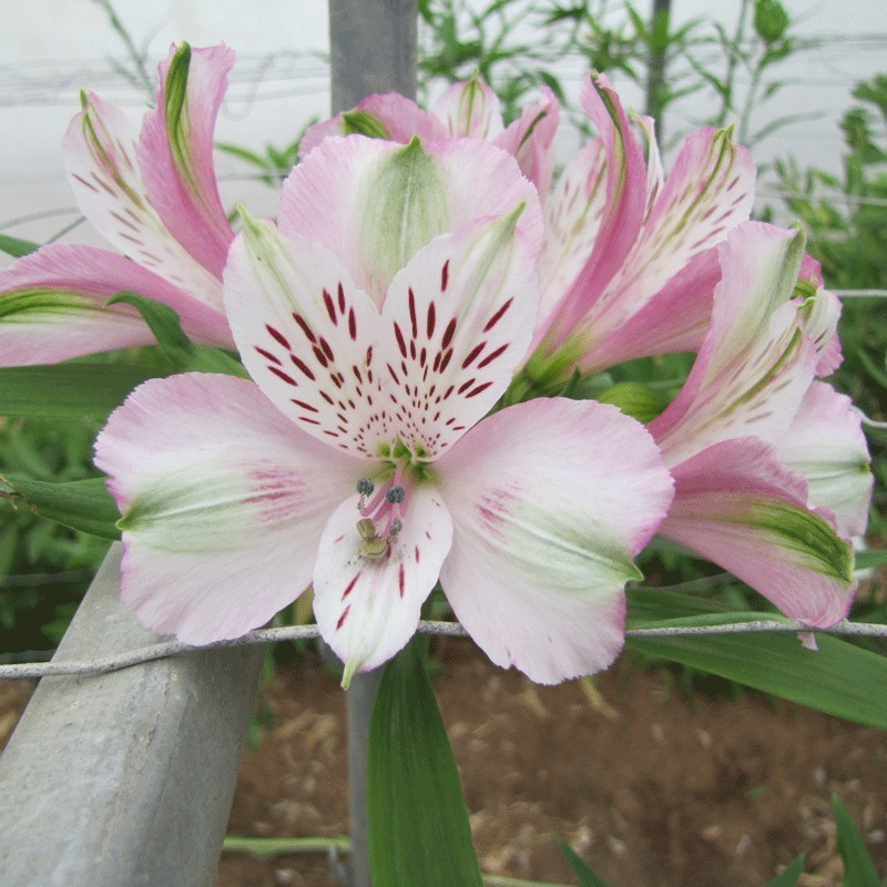 Alstroemère 'François'