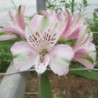 Alstroemère 'François'