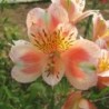 Alstroemère 'Jean'