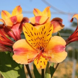 Alstroemère 'Anjou'