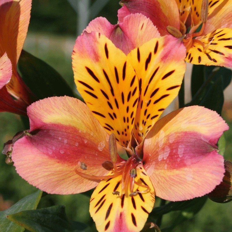 Alstroemère 'Aubance'