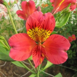 Alstroemère 'Authion'