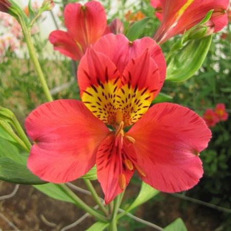 Alstroemère 'Authion'