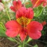 Alstroemère 'Authion'