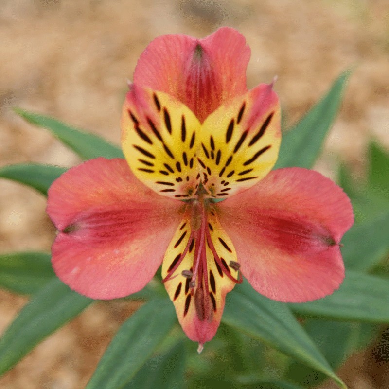 Alstroemère 'Avrillé'