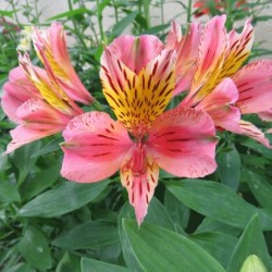 Alstroemère 'Baugé'